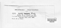 Diplodia inquinans image